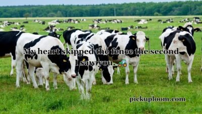 Cow Pick Up Lines