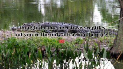 Alligator Pick Up Lines
