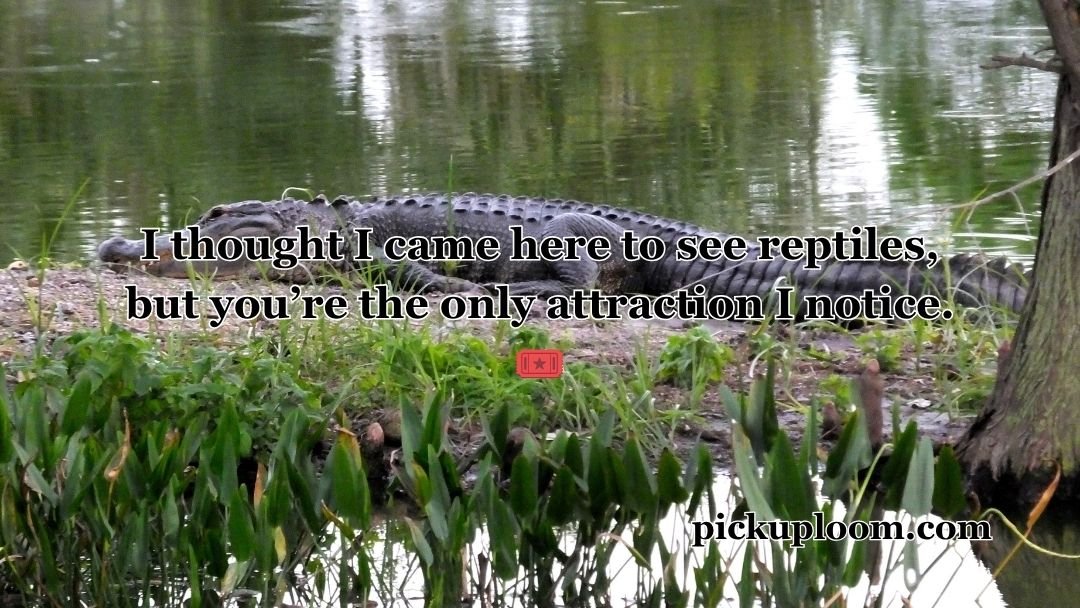 Alligator Pick Up Lines