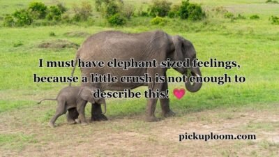 Elephant Pick Up Lines