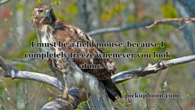 hawk-pick-up-lines (2)