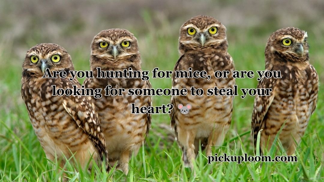 Owl Pick Up Lines